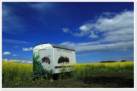 "Homage an die Biene I" Gestaltung Bienenwagen